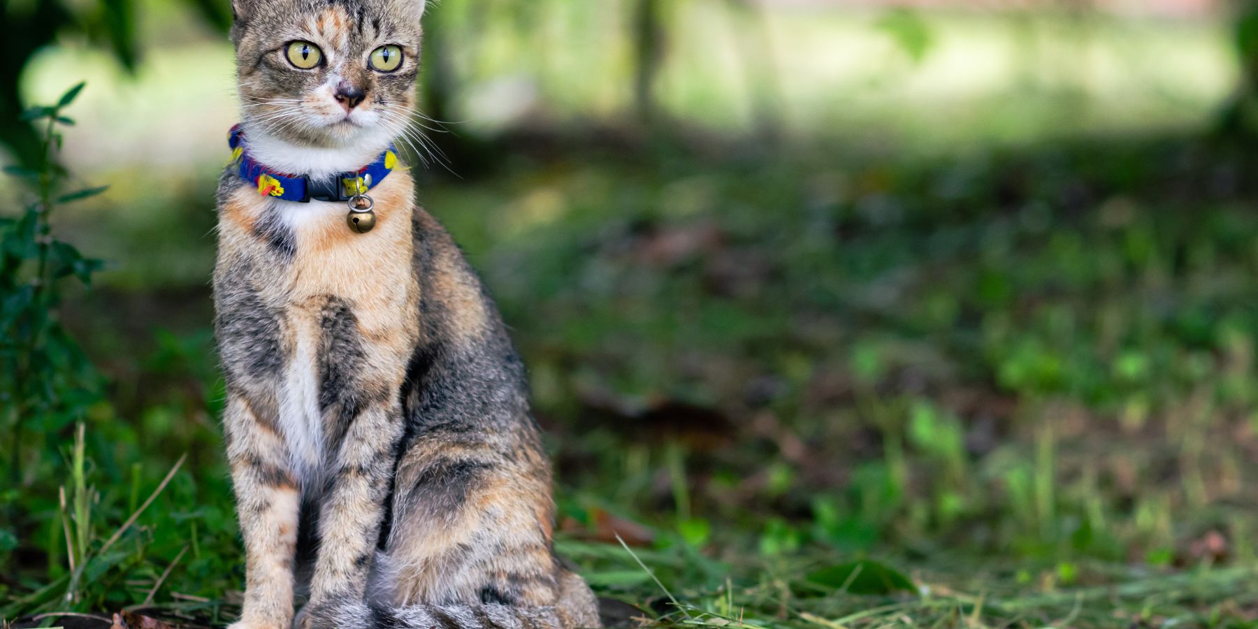 Making Outdoor Time Fun and Safe for Your Cat